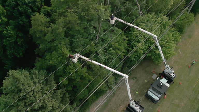 How Our Tree Care Process Works  in Bolingbrook, IL